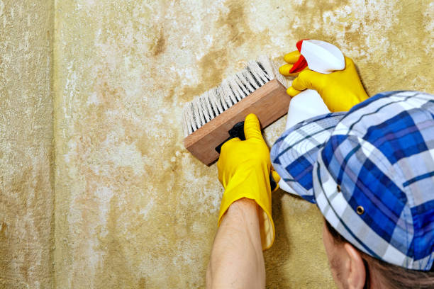 Best Air Quality Testing for Mold Spores  in Wantagh, NY